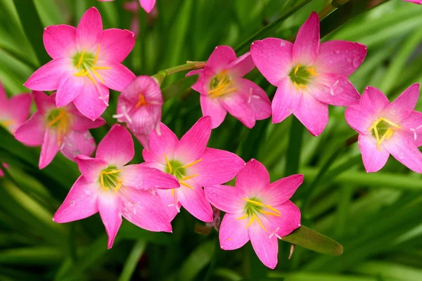 Pink beautiful Fairy lily in garden.