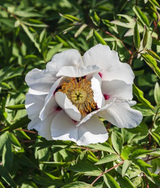 Yeşil yaprakları bir arka plan üzerinde beyaz ağaç Şakayık çiçeği