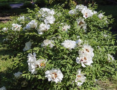 ağaç Şakayık bush ile beyaz çiçekler