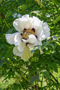 Yeşil yaprakları bir arka plan üzerinde beyaz ağaç Şakayık çiçeği
