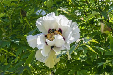 Yeşil yaprakları bir arka plan üzerinde beyaz ağaç Şakayık çiçeği