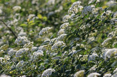 Erkeçsakalı bush bloomed beyaz çiçekler baharda