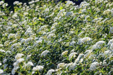 Erkeçsakalı bush bloomed beyaz çiçekler baharda