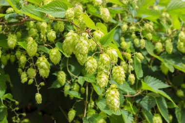 yaprakları ve hop koniler