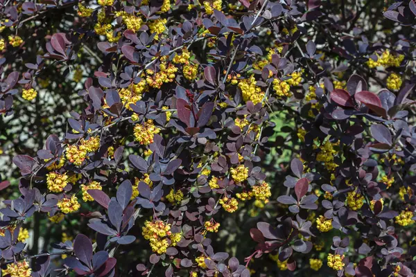 Berberys Thunberga blommade i trädgården — Stockfoto