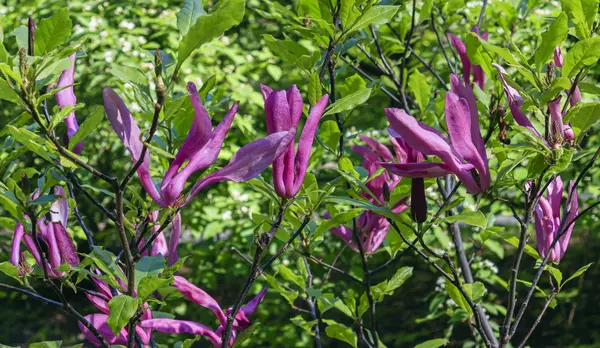 Ağaç Manolya Liliiflora Nigra