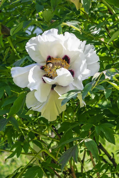 Yeşil yaprakları bir arka plan üzerinde beyaz ağaç Şakayık çiçeği
