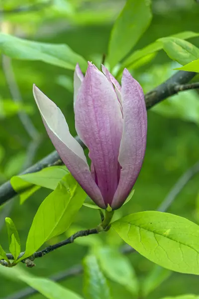 Liliales de flor de magnólia rosa "Nigra" floresceu em um ramo — Fotografia de Stock