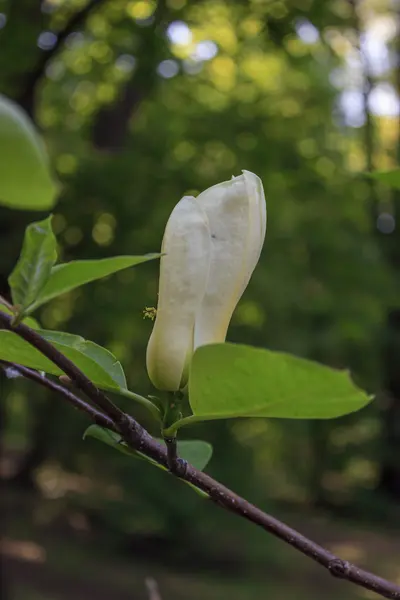 Flor de magnólia amarela não aberta em um ramo com folhas — Fotografia de Stock