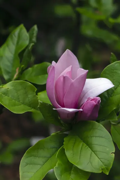 pembe Manolya çiçeği 