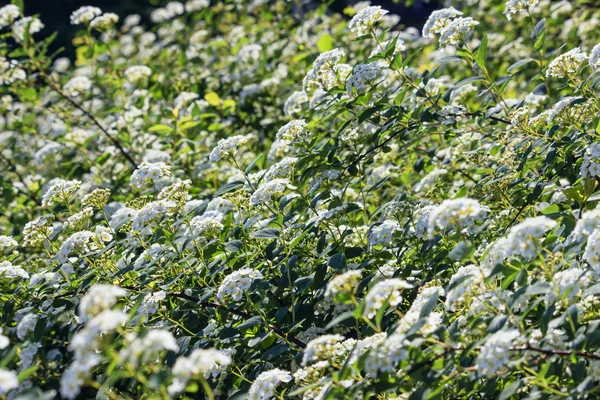 Erkeçsakalı bush bloomed beyaz çiçekler baharda