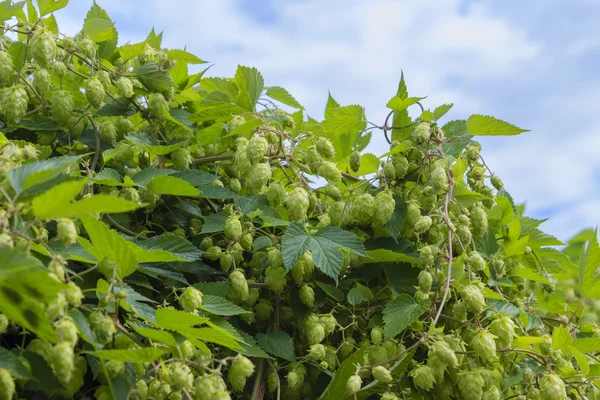 Leaves and hop cones on a background of the cloudy sky — Stock Photo, Image