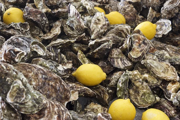 Ongeopende oesters en citroen geel — Stockfoto