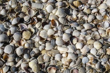 Deniz yumuşakçalar kabuk. arka plan