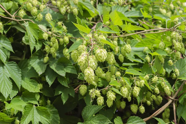 Blätter und Hopfenzapfen — Stockfoto