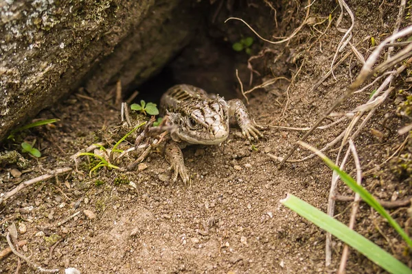 Lézard espionnant du terrier — Photo