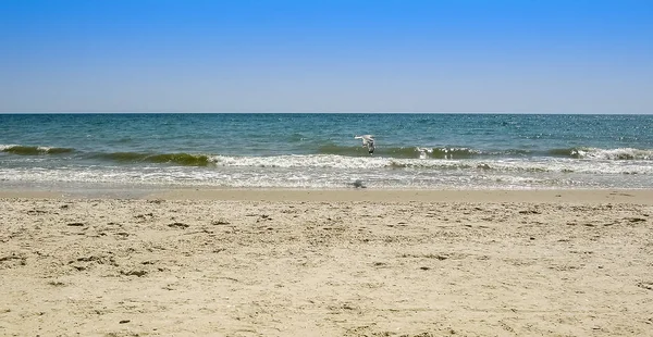 Seagull flying over the coastline — Stock Photo, Image