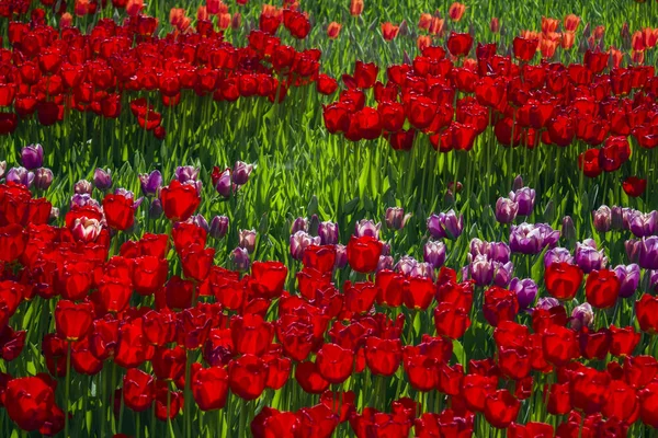 Grupa czerwonych tulipanów w parku — Zdjęcie stockowe