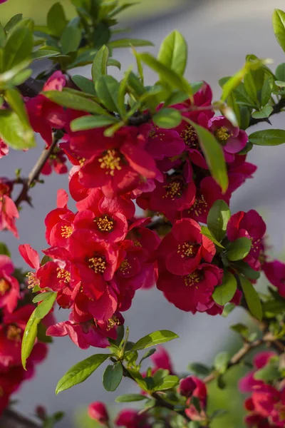 Na pobočce japonské quince rozkvetly květiny — Stock fotografie