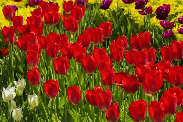 Grup kolorowych tulipanów w parku — Zdjęcie stockowe