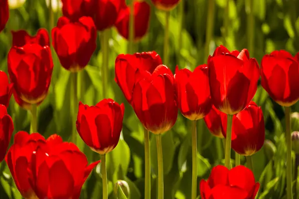 Czerwone tulipany. tło — Zdjęcie stockowe