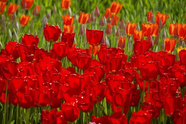 Czerwone tulipany o różnych odcieniach — Zdjęcie stockowe