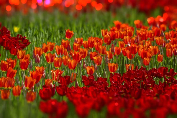 Czerwone tulipany o różnych odcieniach — Zdjęcie stockowe