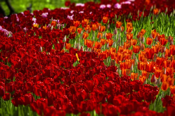 Červené tulipány různých odstínů — Stock fotografie