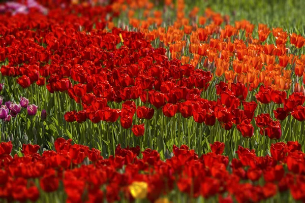 Tulipanes rojos de diferentes tonos — Foto de Stock