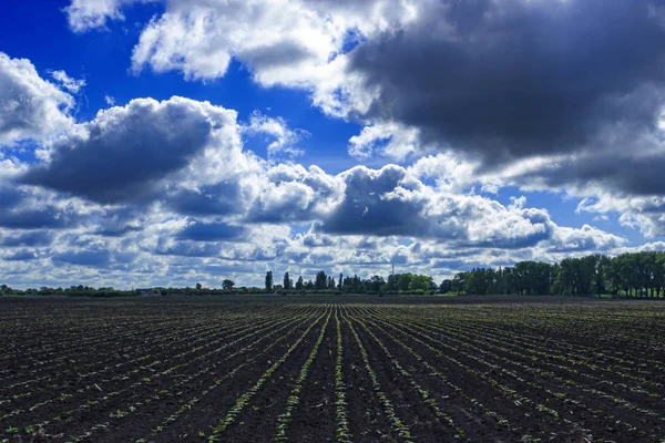 Agricultural field with shoots in the background of a cloudy sky — Stock Photo, Image