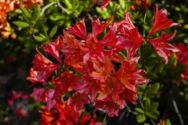Fleurs orange sur le rhododendron — Photo