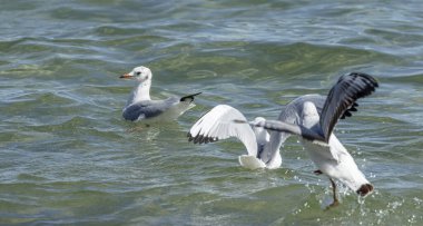 Martılar denizden iniyor.