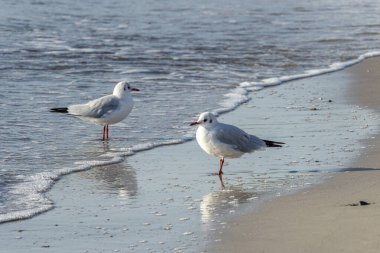Martılar sabah kumlu deniz kıyısında yürürler.