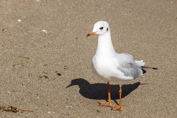 A seagull stands on a sandy beach — Stock Photo, Image