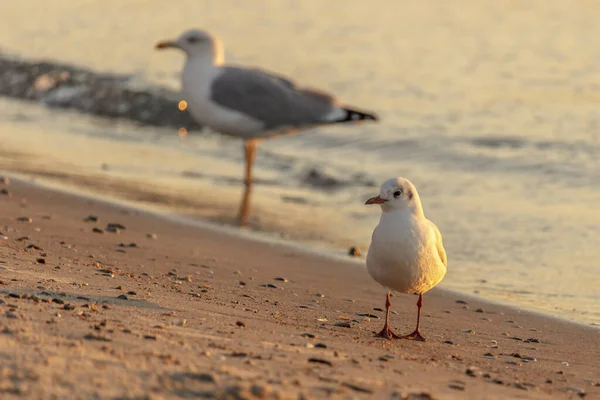 Gaivotas caminham de manhã na costa arenosa — Fotografia de Stock