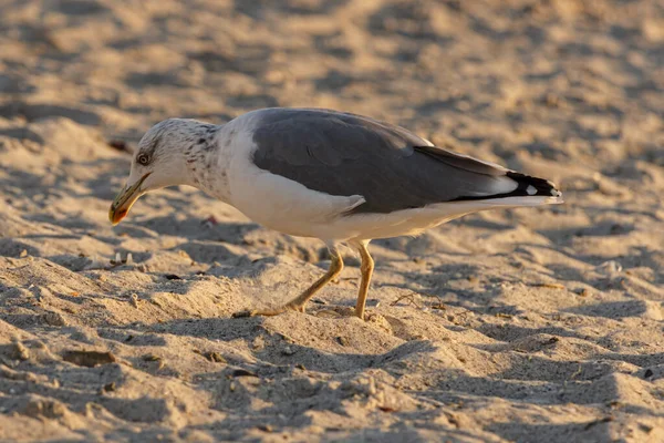 Uma gaivota fica em uma praia de areia — Fotografia de Stock