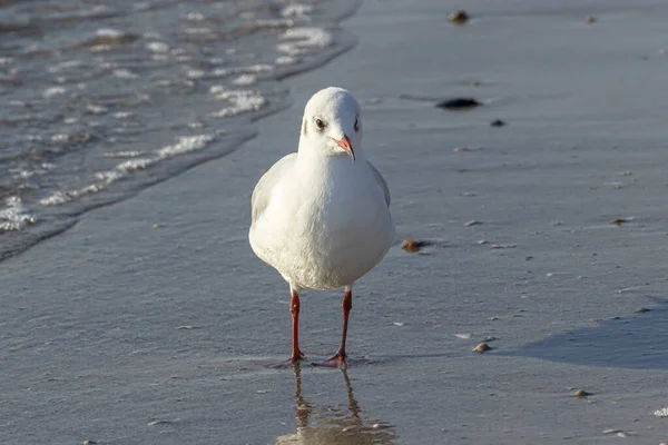 Uma gaivota caminha ao longo da costa arenosa — Fotografia de Stock