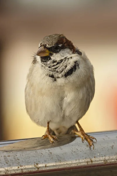 Sparrow sentado em um tubo de aço — Fotografia de Stock
