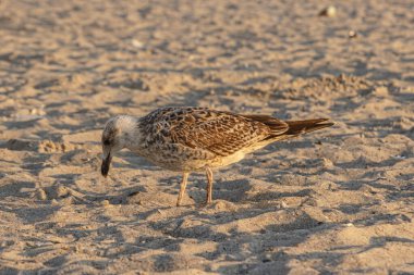 Kumlu bir sahilde bir martı duruyor.