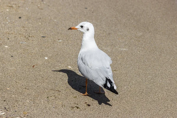 Uma gaivota fica em uma praia de areia — Fotografia de Stock