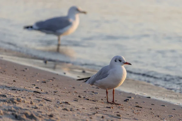 Les mouettes marchent le matin sur le littoral sablonneux — Photo