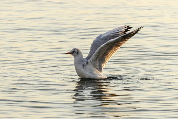 Uma gaivota descola do mar — Fotografia de Stock