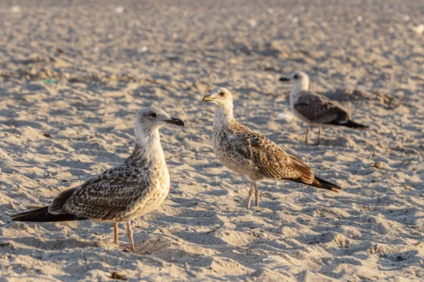 Les mouettes se tiennent sur une plage de sable fin — Photo