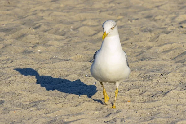 Passeio de gaivota de manhã na costa arenosa — Fotografia de Stock