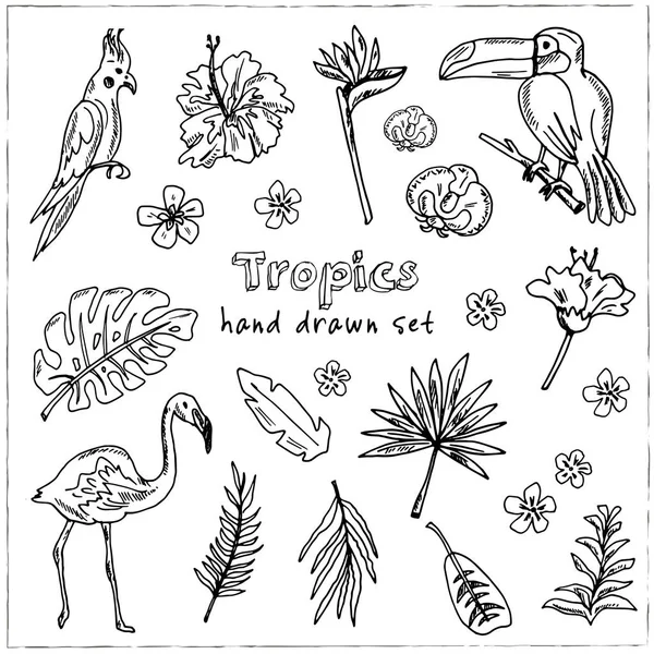 Set di doodle tropicali disegnati a mano — Vettoriale Stock