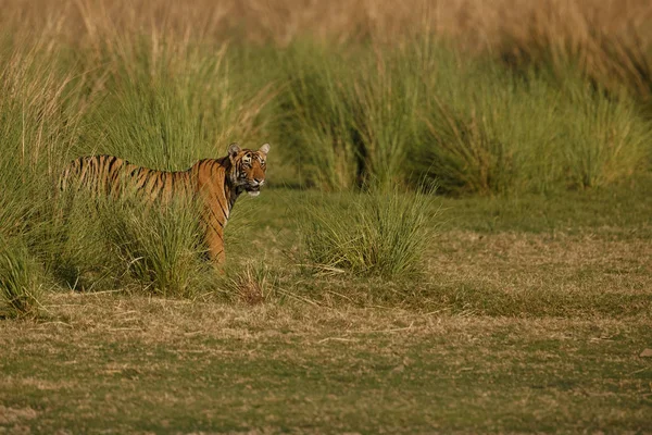 Tigre en una hermosa luz dorada — Foto de Stock