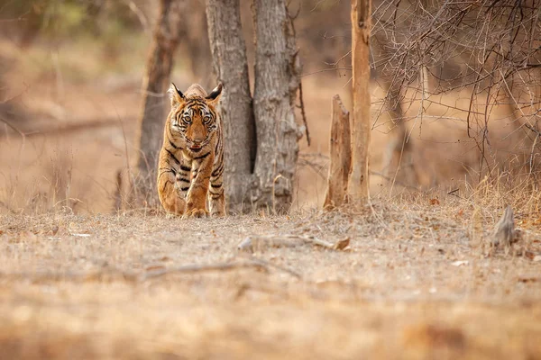 Tiger in the nature habitat — Stock Photo, Image