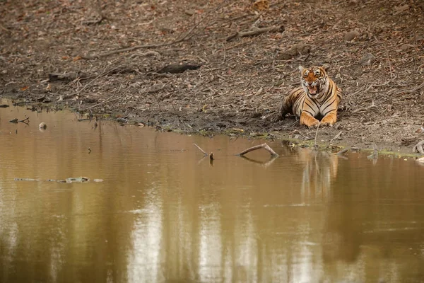 Tiger im Wasser, wildes Tier — Stockfoto