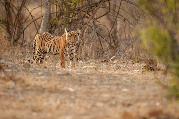 Tiger in de natuur habitat — Stockfoto