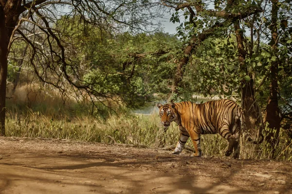 Tigre en el agua, animal salvaje — Foto de Stock
